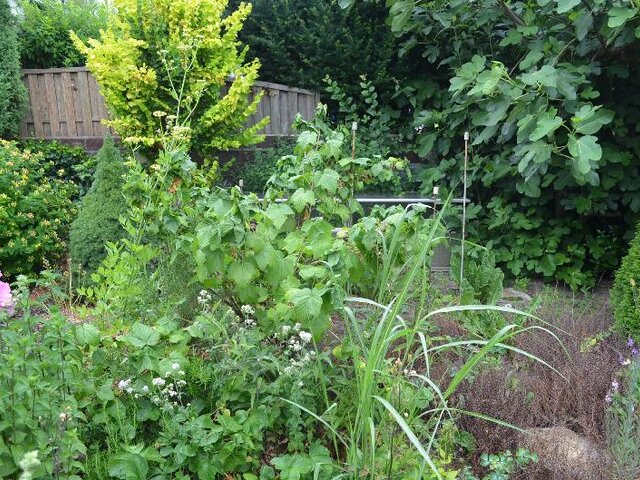 Garten mit verglastem Frühbeet