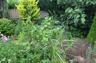 Garten mit verglastem Frühbeet