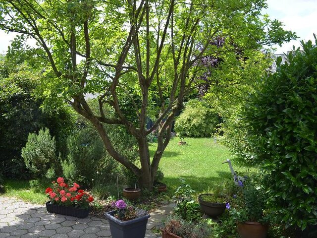 Magnolienbaum im Garten