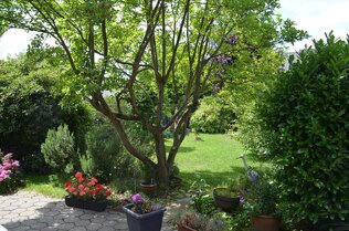 Magnolienbaum im Garten